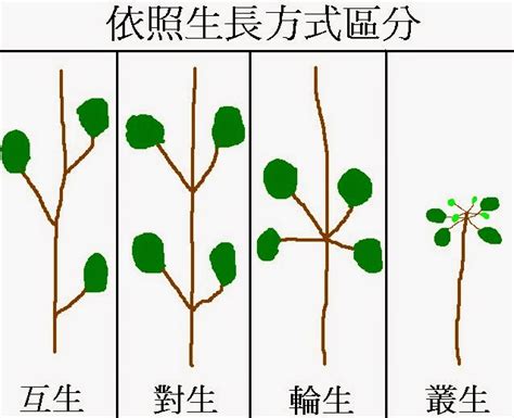 葉子在莖或枝條上的生長位置 稱作什麼 破鏡 風水